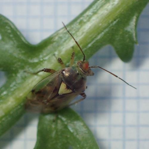 Lygus sp.
